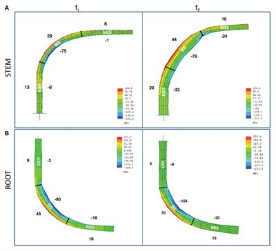 Reaction Wood Anatomical Traits and Hormonal Profiles in Poplar Bent Stem and Root